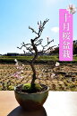 数量もの現品ではありません十月桜盆栽一年に二度桜を楽しめる十月桜盆栽 さくら盆栽