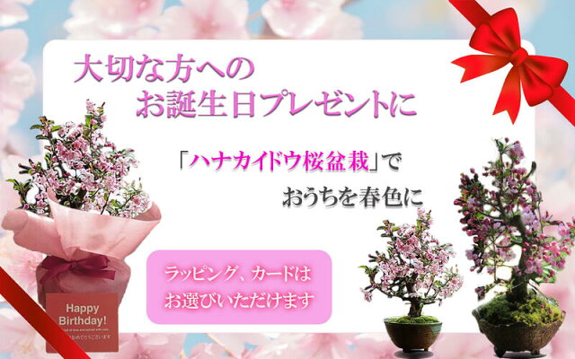 楽天市場 ハナカイドウ桜盆栽桜盆栽 盆栽 花海棠桜 桜の花が下向きに かわいく咲きます 21年 四月中頃開花予定です 桜 盆栽 園芸百貨店何でも揃うこぼんさい 楽天市場 ハナカイドウ桜盆栽桜盆栽 盆栽 花海棠桜 桜の花が下向きに かわいく咲きます 21年 四月中頃開花予定です 桜 盆栽 園芸百貨店何でも揃うこぼんさい