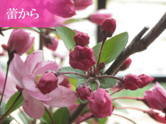 楽天市場 母の日ギフトお祝いギフト盆栽21年5月頃開花ハナカイドウ桜桜盆栽スイシカイドウさくら盆栽花海棠桜ハナカイドウ 盆栽春にお花見ができます鉢花 園芸百貨店何でも揃うこぼんさい 楽天市場 母の日ギフトお祝いギフト盆栽21年5月頃開花ハナカイドウ桜桜盆栽スイシカイドウさくら盆栽花海棠桜ハナカイドウ 盆栽春にお花見ができます鉢花 園芸百貨店何でも揃うこぼんさい