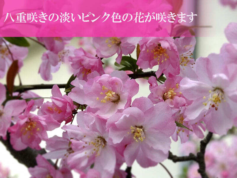 楽天市場 母の日ギフトお祝いギフト盆栽21年５月頃開花ハナカイドウ桜桜盆栽スイシカイドウさくら盆栽花海棠桜ハナカイドウ 盆栽春にお花見ができます鉢花 園芸百貨店何でも揃うこぼんさい