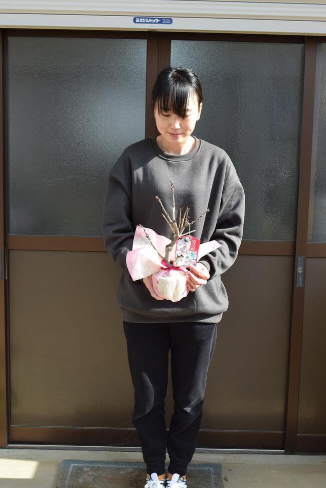 楽天市場 自宅でお花見21年4月に開花桜盆栽染井吉野桜盆栽染井吉野桜です 吉野桜盆栽信楽鉢自宅でさくらのお花見日本の名花染井吉野桜 珍しい染井吉野 桜です ソメイヨシノ桜盆栽 園芸百貨店何でも揃うこぼんさい