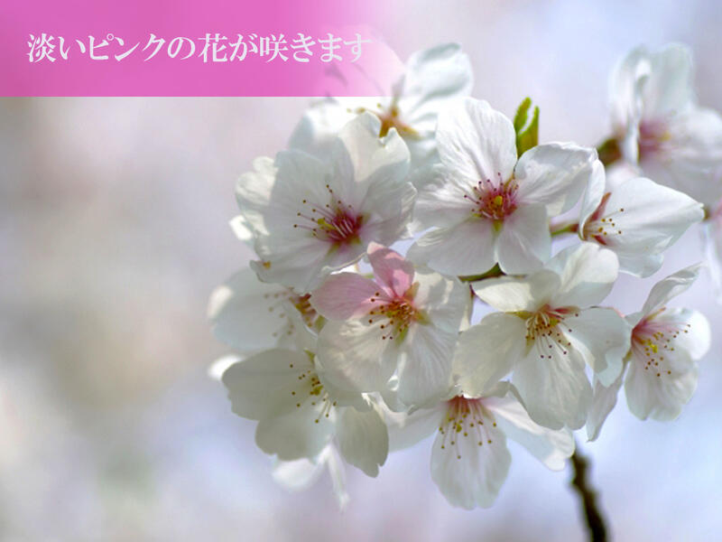 楽天市場 鉢植えで育てるソメイヨシノ桜 染井吉野桜 ポット苗 高さ ５０センチ前後 鉢植えにお勧めサイズ 園芸百貨店何でも揃うこぼんさい
