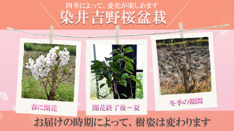 楽天市場 自宅でお花見21年4月に開花桜盆栽染井吉野桜盆栽染井吉野桜です 吉野桜盆栽信楽鉢自宅でさくらのお花見日本の名花染井吉野桜 珍しい染井吉野 桜です ソメイヨシノ桜盆栽 園芸百貨店何でも揃うこぼんさい