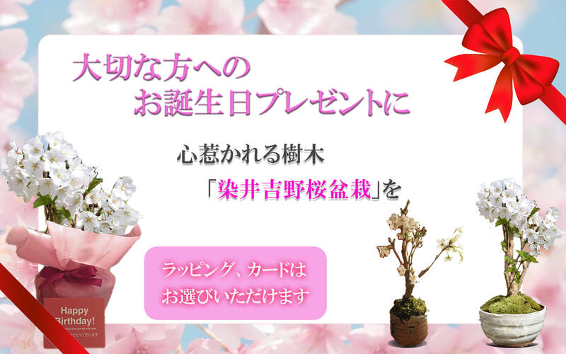 楽天市場 サクラていえば染井吉野自宅でお花見さくら染井吉野桜盆栽21年4月頃開花の染井吉野桜です 信楽鉢 ソメイヨシノ桜 日本の名花 染井吉野桜 珍しい染井吉野桜です 園芸百貨店何でも揃うこぼんさい