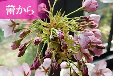 楽天市場 身近にさくらを楽しむお祝い桜盆栽4月に開花八重桜盆栽桜で自宅でお花見品種楊貴妃桜 です八重桜盆栽21年4月中頃に開花します 園芸百貨店何でも揃うこぼんさい 楽天市場 身近にさくらを楽しむお祝い桜盆栽4月に開花八重桜盆栽桜で自宅でお花見品種楊貴妃桜 です八重桜盆栽21年4月中頃に開花します 園芸百貨店何でも揃うこぼんさい