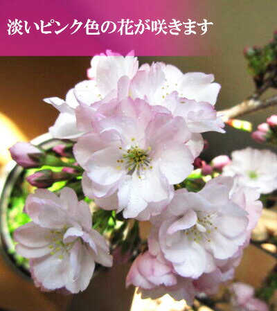 楽天市場 身近にさくらを楽しむお祝い桜盆栽4月に開花八重桜盆栽桜で自宅でお花見品種楊貴妃桜 です八重桜盆栽21年4月中頃に開花します 園芸百貨店何でも揃うこぼんさい 楽天市場 身近にさくらを楽しむお祝い桜盆栽4月に開花八重桜盆栽桜で自宅でお花見品種楊貴妃桜 です八重桜盆栽21年4月中頃に開花します 園芸百貨店何でも揃うこぼんさい