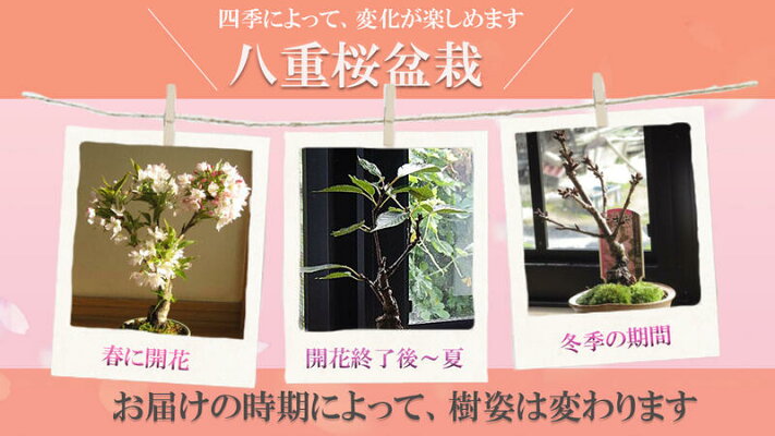 楽天市場 身近にさくらを楽しむお祝い桜盆栽4月に開花八重桜盆栽桜で自宅でお花見品種楊貴妃桜 です八重桜盆栽21年4月中頃に開花します 園芸百貨店何でも揃うこぼんさい 楽天市場 身近にさくらを楽しむお祝い桜盆栽4月に開花八重桜盆栽桜で自宅でお花見品種楊貴妃桜 です八重桜盆栽21年4月中頃に開花します 園芸百貨店何でも揃うこぼんさい