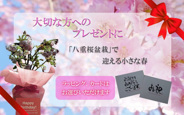 楽天市場 身近にさくらを楽しむお祝い桜盆栽4月に開花八重桜盆栽桜で自宅でお花見品種楊貴妃桜 です八重桜盆栽21年4月中頃に開花します 園芸百貨店何でも揃うこぼんさい 楽天市場 身近にさくらを楽しむお祝い桜盆栽4月に開花八重桜盆栽桜で自宅でお花見品種楊貴妃桜 です八重桜盆栽21年4月中頃に開花します 園芸百貨店何でも揃うこぼんさい