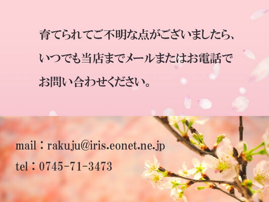 楽天市場 葉桜でお届け 自宅でステイ ホームお花見さくら21年4月中頃に開花の桜盆栽で簡単にお花見ミニ盆栽桜桜でお祝い誕生日のプレゼントに盆栽一才 桜 旭山桜盆栽誕生日 プレゼント 鉢植え 園芸百貨店何でも揃うこぼんさい 楽天市場 葉桜でお届け 自宅でステイ ホームお花見さくら21年4月中頃に開花の桜盆栽で簡単にお花見ミニ盆栽桜桜でお祝い誕生日のプレゼントに盆栽一才 桜 旭山桜盆栽誕生日 プレゼント 鉢植え 園芸百貨店何でも揃うこぼんさい
