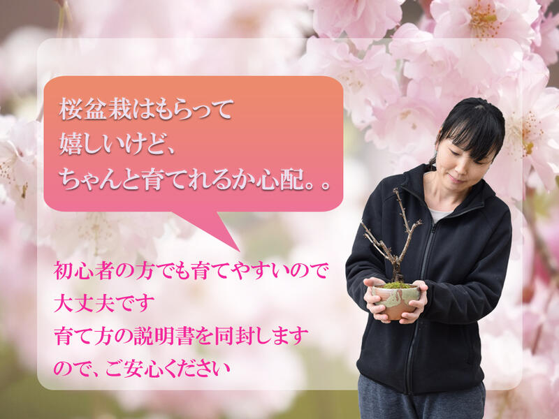 楽天市場 母の日ギフトお祝いギフト盆栽21年５月頃開花ハナカイドウ桜桜盆栽スイシカイドウさくら盆栽花海棠桜ハナカイドウ盆栽春にお花見ができます鉢花 園芸百貨店何でも揃うこぼんさい