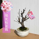 盆栽 陽光桜盆栽 桜盆栽 一重咲き 2025年3月下旬ころ開花から4月に開花 おすすめ桜