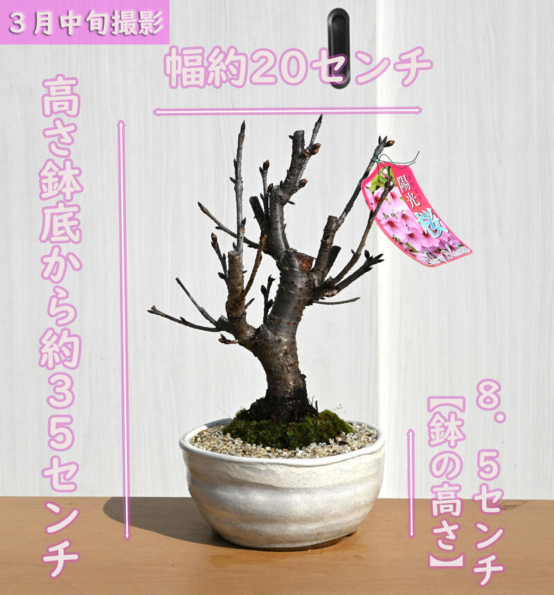 盆栽 陽光桜盆栽 桜盆栽 一重咲き 2024年...の紹介画像2