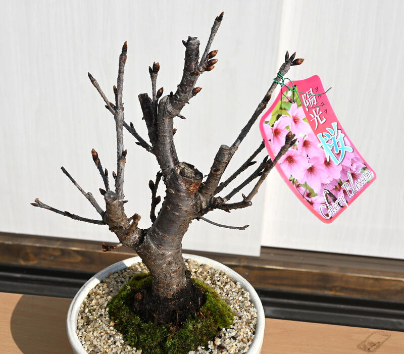 �ߺ� �۸����ߺ� ���ߺ� ��ź餭��2026ǯ3��ܤ������֤���4��˳��֡����������