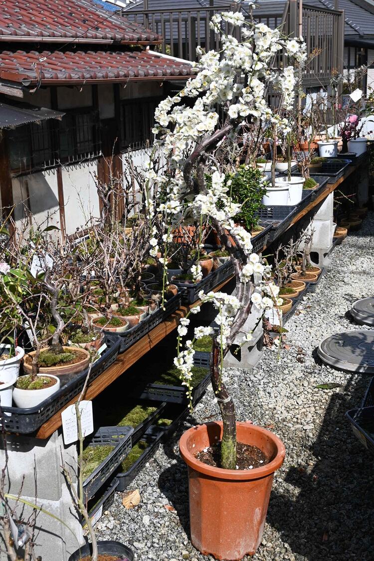 サイズ　 樹高約150センチ　幅約30センチ　 花芽の数が約　400芽以上付いています。 豪快で迫力のある　枝垂れ梅　 心で　感じる　喜びと　楽しみの　ご提案 大事に育てれば　毎年　咲きます！ 2月にかけて美しい花を咲かせ 梅は開花すると、...