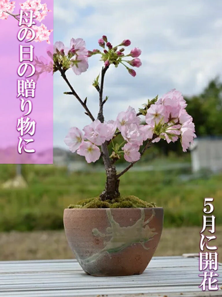 5月に笑顔の花咲くサクラをお誕生日プレゼント　自宅でさくらのお花見を ギフト自宅でサクラのお花見を楽しむ母の日桜盆栽桜盆栽【盆栽】当店おすすめの　お祝いごとの贈り物に【さくら盆栽】でお花見ができます。