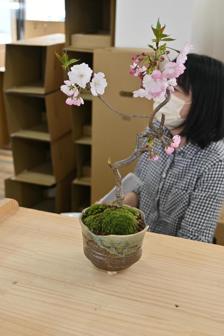 2025年4月みんなでお花見サクラ母の日プレゼント お誕生日の贈り物に桜盆栽さくら盆栽桜さくら盆栽八重桜 みんなでお花見サクラ