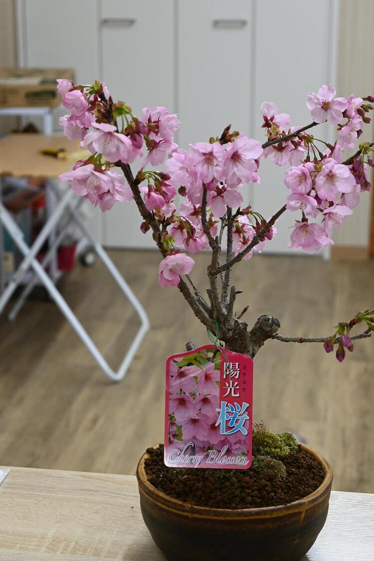 盆栽 陽光桜 ようこうざくら くらま鉢 一重の桜 かわいい 本格 盆栽 陽光桜 ようこうざくら くらま鉢 一重の桜 かわいい 本格