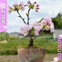 桜のお花見が楽しめますホワイトデーの贈り物にギフトにもおすすめあす楽対応2024年今年のプレゼントの贈り物に 桜盆栽 自宅でさくらのお花見を楽しむ桜盆栽 ギフト 桜　3月お誕生日のプレゼントもおすすめで－す