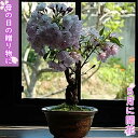 5月に桜のお花見を母の日のプレゼントに 桜盆栽 2025年5月に開花 自宅でサクラのお花見 桜の盆栽プレゼントに 八重桜