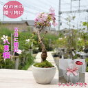 5月にサクラのお花見ができます2025年母の日の贈り物に 八重桜盆栽 5月に開花 開花調整 母の日ギフト