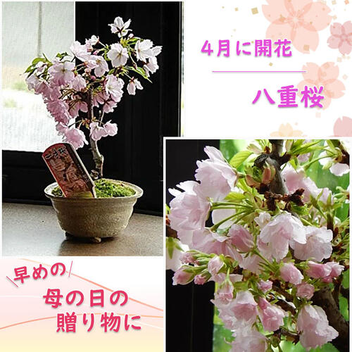 楽天園芸百貨店何でも揃うこぼんさい5月に笑顔の花が咲くお花見さくらお誕生日用に 旭山桜盆栽 自宅で桜のお花見 チャレンジ桜盆栽【ミニ盆栽桜】2024年5月開花の桜盆栽となります。【ミニサクラ盆栽】【桜　盆栽】春に桜が咲きます八重桜盆栽ミニボンサイでぷちお花見一才桜　旭山桜盆栽