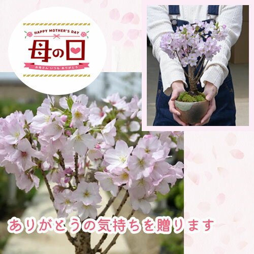 さくらのお花見を2024年4月に開花母の日ギフトは5月に開花