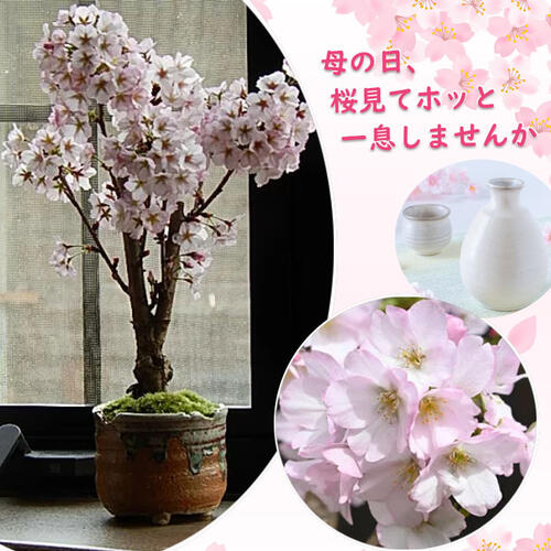 【遅れてごめんね　母の日】母の日にさくらで笑顔の花が咲くお花見さくら盆栽母の日ギフト 御殿場桜盆栽 2024年5月に開花 自宅でサクラのお花見 桜の盆栽プレゼントに 御殿場さくら盆栽　葉浜費用は5月中頃に開花