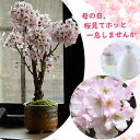 2025年の母の日ギフト笑顔の花咲く桜をお誕生日プレゼントに 自宅でさくらのお花見を 開花調整した桜です2025年5月頃に自宅で桜のお花見桜盆栽さくらのお花見が...