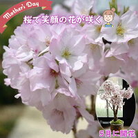 笑顔の花が咲くサクラのお花見を 5月に母の日ギフトプレゼントに 笑顔をの花咲く20...