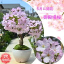 お買い物マラソン期間楽天ポイント2倍盆栽 桜 ミニ盆栽 お誕生日プレゼントは笑顔の花が咲くさくらのお花見4月に 自宅でお花見を楽しむさくら 2025年4月中頃開...