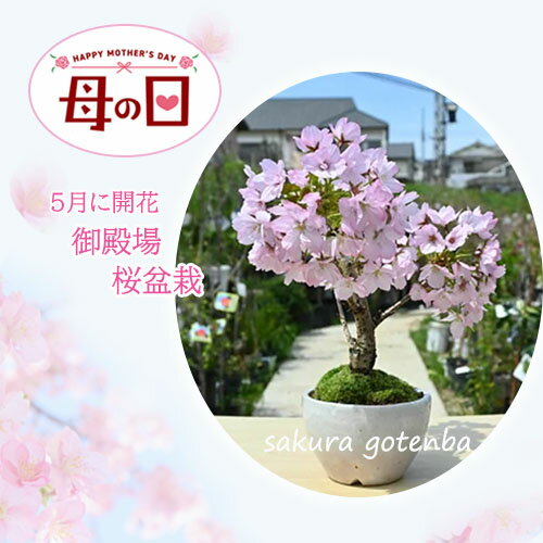 【遅れてごめんね　母の日】笑顔の花咲く桜を母の日プレゼントに