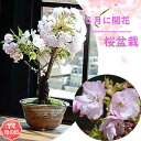 母の日にさくら2025年5月に開花笑顔の花咲くお誕生日プレゼント 5月にサクラのお花見をプレゼントに ギフト自宅でお花見を楽しむ2025年5月開花調整のさくら今...
