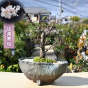 早咲き桜 信濃桜2025年3月頃開花 信濃寒桜 盆栽 桜盆栽 さくら盆栽 シナノカンザクラ 寒桜希少さくら盆栽