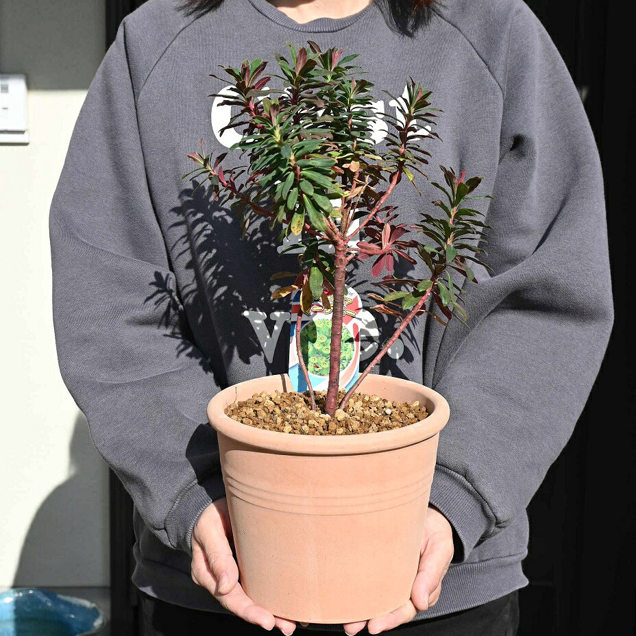 ユーフォルビア・マティーニ　　鉢植え　テラコッタ植え