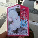 2025年開花予定八重虎の尾桜盆栽自宅用誰かにプレゼントとしてお花見がも楽しめる