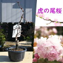 2025年4月開花 虎の尾桜 プラ鉢入り 苗木 八重紅虎の尾 サトザクラ系 トラノオ