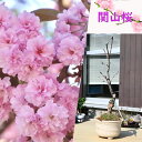 2025年4月開花 関山桜 盆栽 八重桜 サトザクラ系 サクラ カンザン 桜盆栽 贈り物に