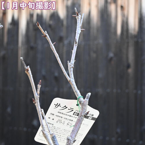 2026年4月頃開花予定 松月桜 盆栽 さくら 大輪 八重咲き サトザクラ 野田大桜 桜盆栽