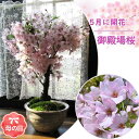 笑顔の花咲く母の日ギフト 御殿場桜盆栽母の日ギフト早期特典 楽天ポイント10倍サクラのお花見を楽しむ贈り物 プレゼントに 2025年5月に開花桜盆栽で自宅でお花...