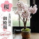 2025年5月に笑顔の花が咲くサクラのお花見を お誕生日ギフトプレゼントに 笑顔をの花咲く自宅でサクラのお花見 さくら 花 自宅でお花見を楽しむ御殿場桜盆栽で自...