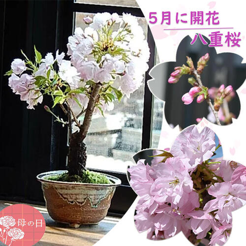 楽天市場】桜 盆栽 5月の通販 楽天市場】桜 盆栽 5月の通販
