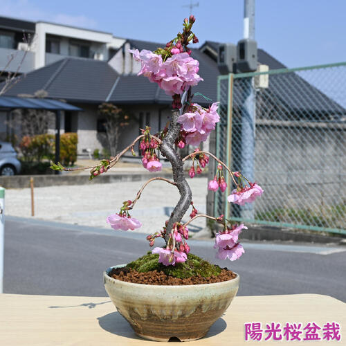 お買い物マラソン期間楽天ポイント2倍盆栽2025年3月に開花陽光桜盆栽大輪の一重咲　桜早咲き　寒桜紅吉野桜育てやすいさくらのサムネイル