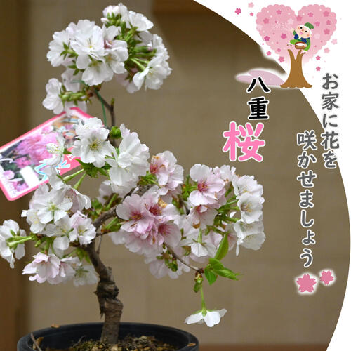 楽天市場】八重桜 鉢植えの通販 楽天市場】八重桜 鉢植えの通販