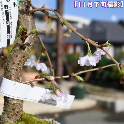 冬に咲く桜 十月桜 プラ鉢入り一年に二度桜を楽しめる 十月桜 桜盆栽　さくら盆栽 二季咲き 10月桜