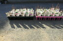 山紫陽花2012年いろんな山アジサイ48種類当店お任せセット 育てる事が楽しくなるいろんな【あじさい】小苗送料無料です。