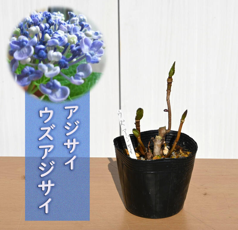 紫陽花　ウズアジサイ　アジサイ　小苗　オタフクアジサイ　お多福紫陽花苗