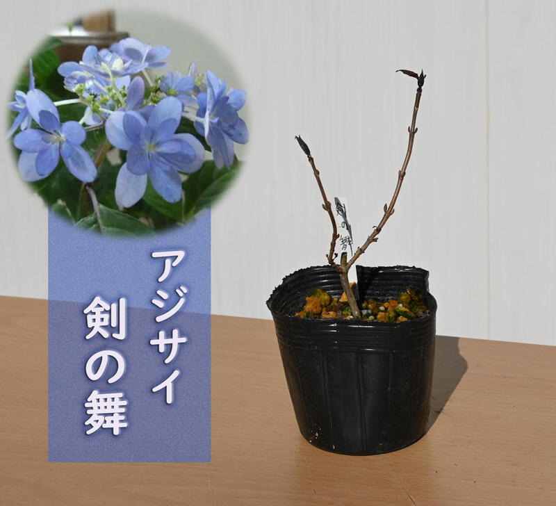 剪定した状態でのお届けとなります　紫陽花　剣の舞　アジサイ　小苗　八重咲き