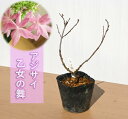 剪定した状態でのお届けとなります 紫陽花 乙女の舞 アジサイ 小苗 木沢の光
