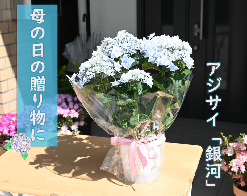 紫陽花 銀河 お母さんのプレゼントに綺麗な紫陽花を母の日ギフト用 2024年5月開花 八重咲きアジサイ 銀河 ブルー 紫陽花 ギフト 鉢花 6月以降は剪定後でのお届け あじさい万華鏡の姉妹品種紫陽花・あじさい銀河ギンガブルー