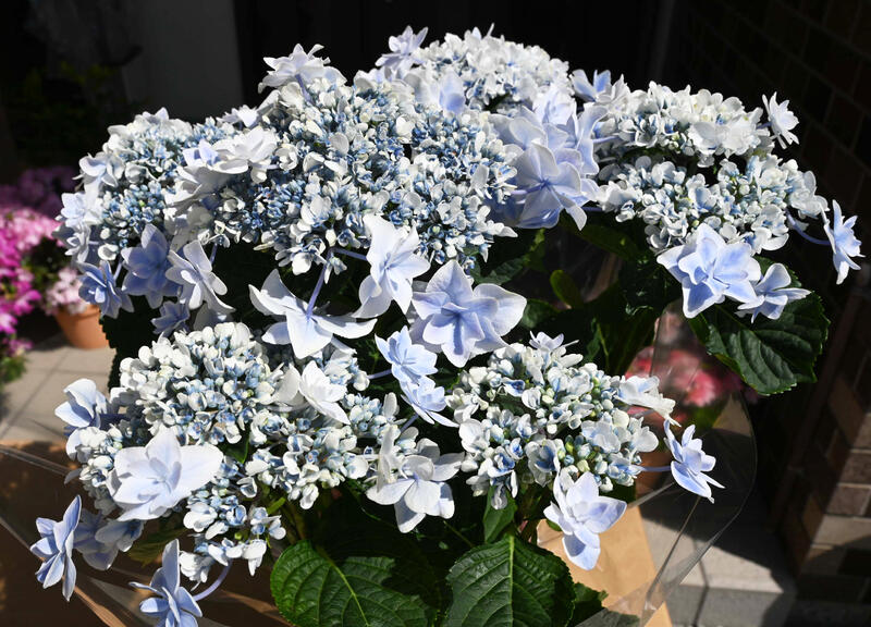 6月からのお届けは剪定後のアジサイ 八重咲きアジサイ 銀河 ブルー　紫陽花 お誕生...